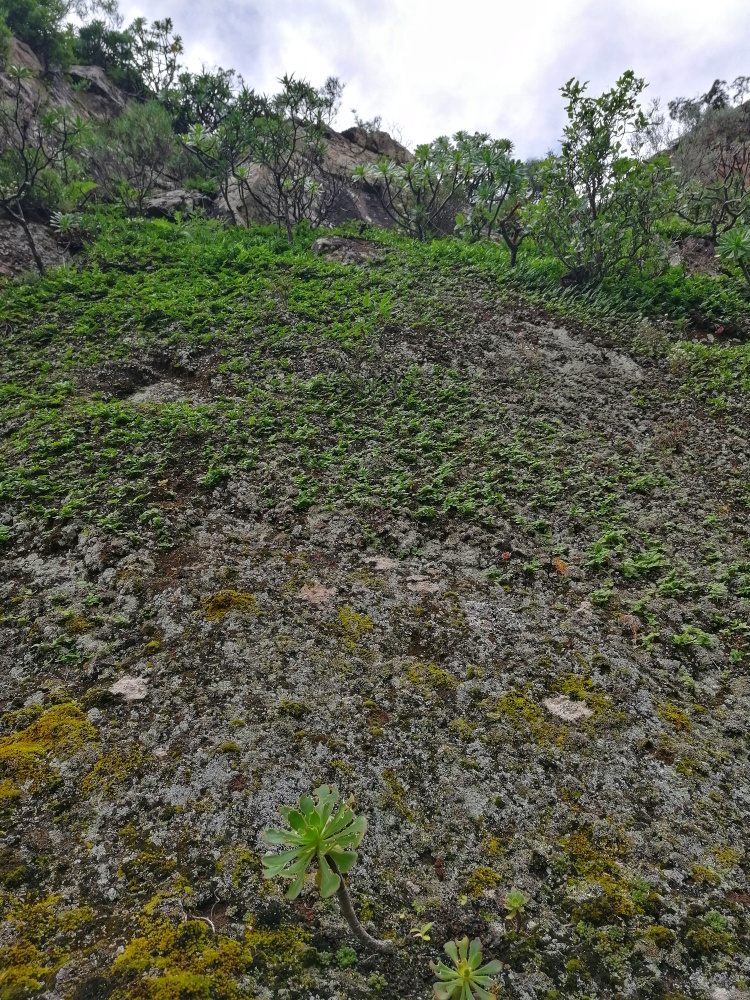 Guayadeque – Cueva Bermeja – Santa Lucia