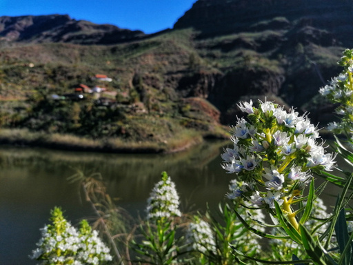 Presa de la Gambuesa - Barranco de la Data