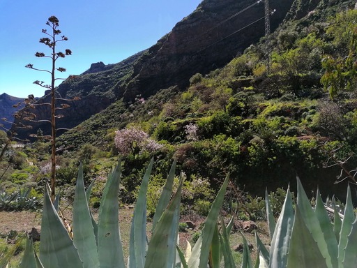 Barranco de Guayadeque