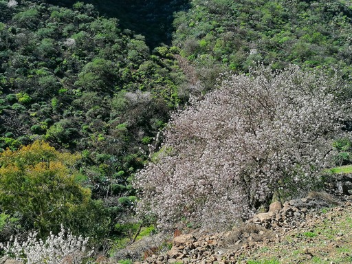 Barranco de Guayadeque