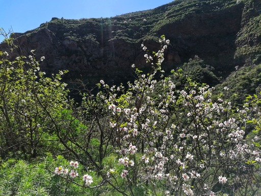 Barranco de Guayadeque
