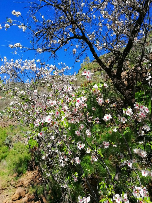 Barranco de Guayadeque