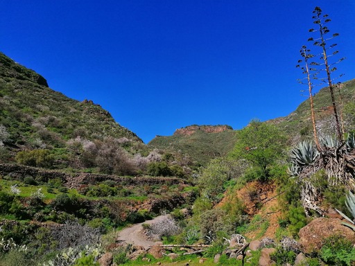 Barranco de Guayadeque