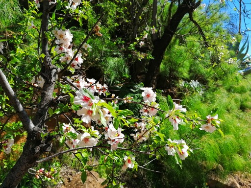 Barranco de Guayadeque