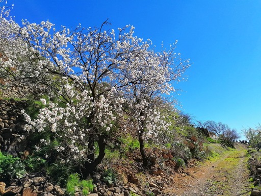 Barranco de Guayadeque