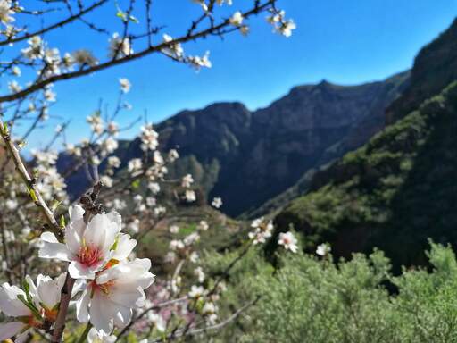Barranco de Guayadeque