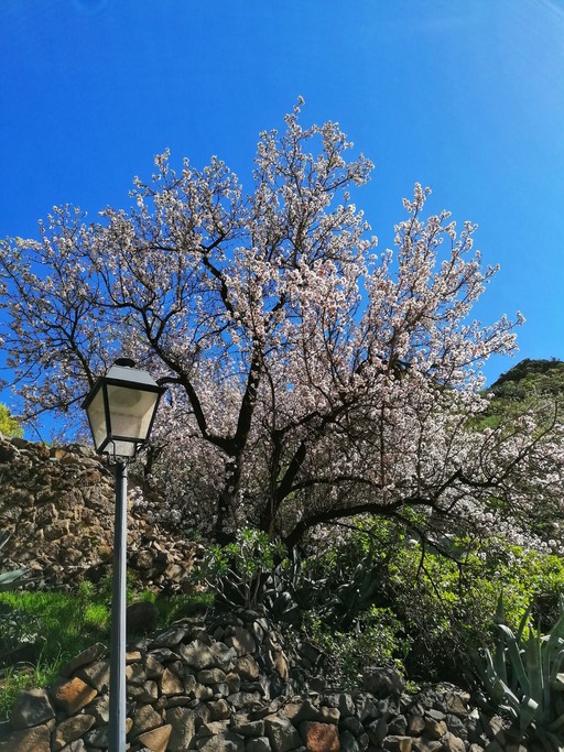 Barranco de Guayadeque
