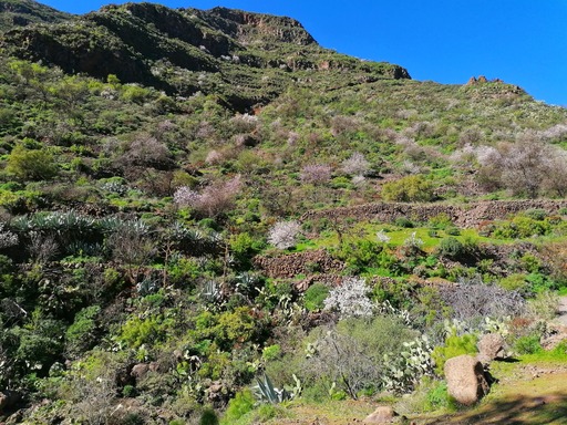 Barranco de Guayadeque