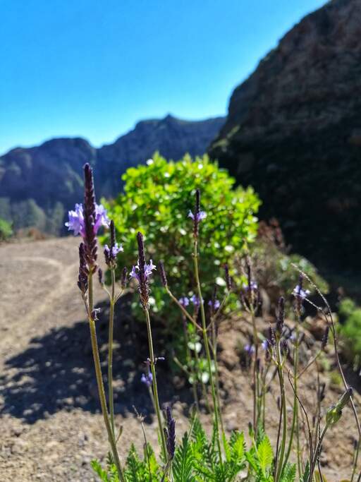 Barranco de Guayadeque