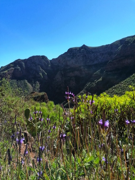 Barranco de Guayadeque