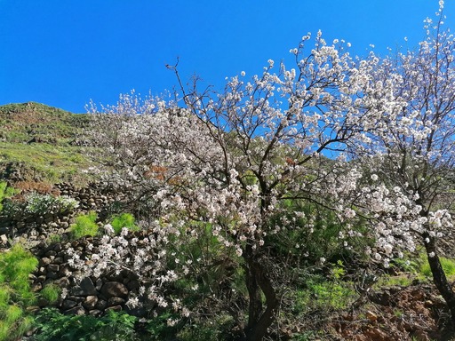 Barranco de Guayadeque