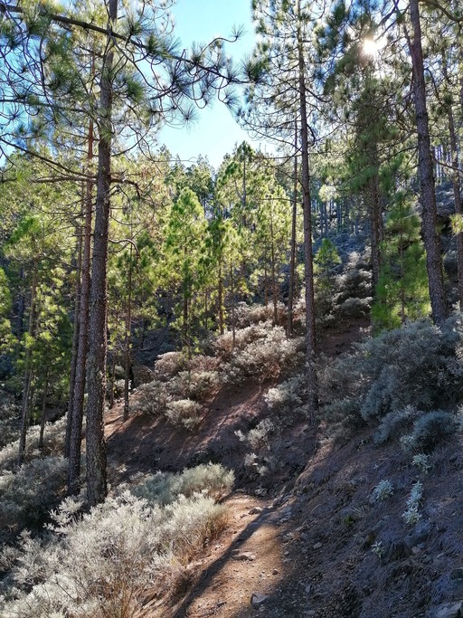 Llanos de la Pez (circular route)