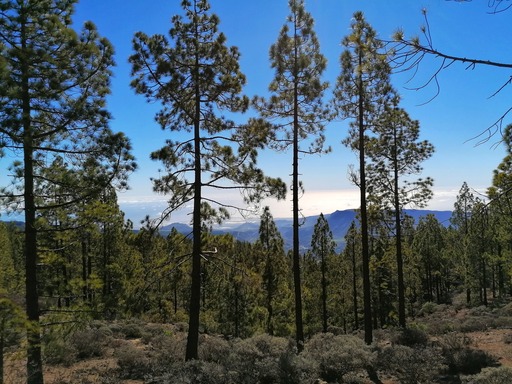 Llanos de la Pez (circular route)