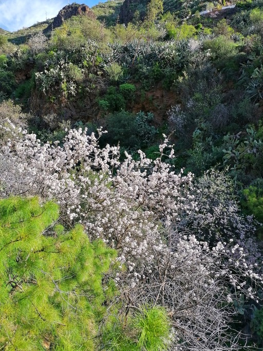 Barranco de Guayadeque - Pico de las Nieves