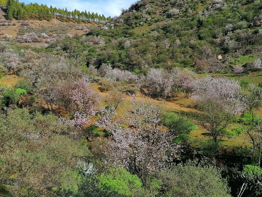 Barranco de Guayadeque - Pico de las Nieves