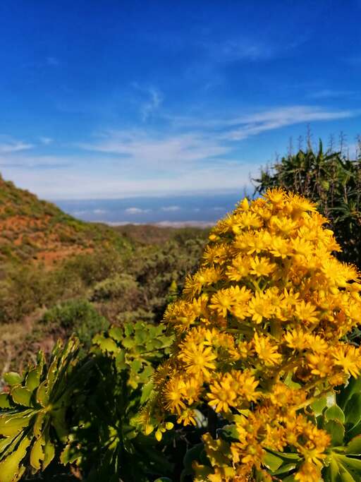 Barranco de Guayadeque - Pico de las Nieves