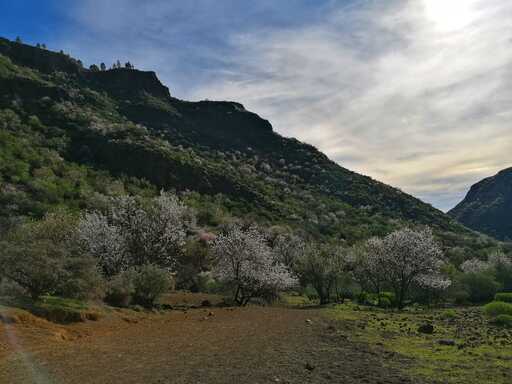 Barranco de Guayadeque - Pico de las Nieves
