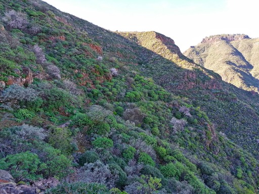 Barranco de Guayadeque - Pico de las Nieves