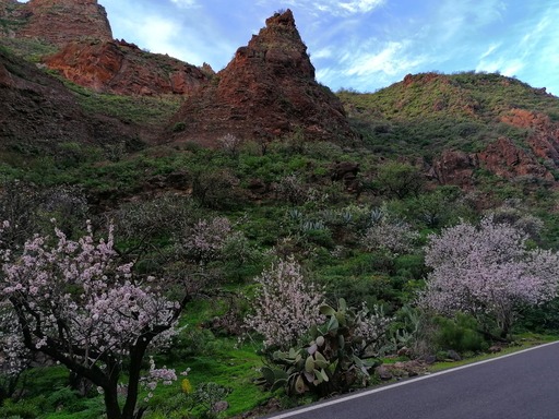 Barranco de Guayadeque - Pico de las Nieves