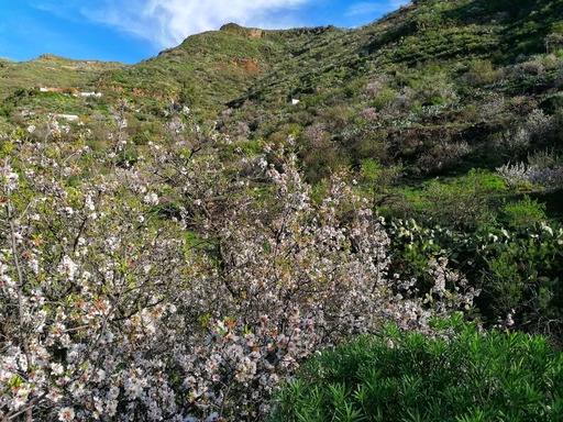 Barranco de Guayadeque - Pico de las Nieves