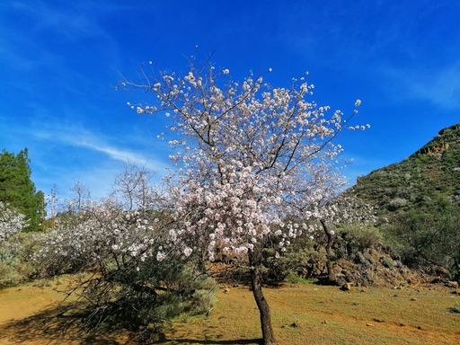 Barranco de Guayadeque - Pico de las Nieves