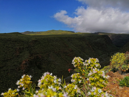 Ingenio – La Atalaya – Seto grillo