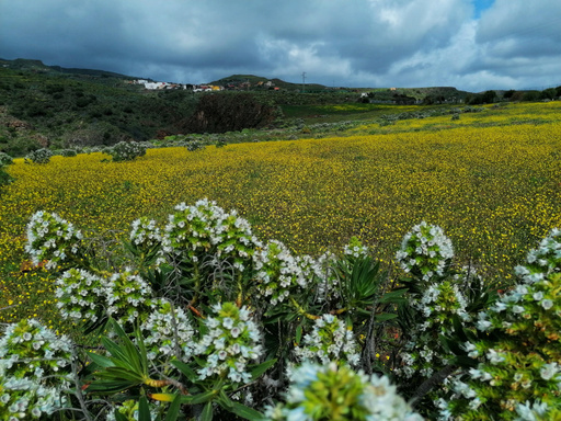 Ingenio – La Atalaya – Seto grillo