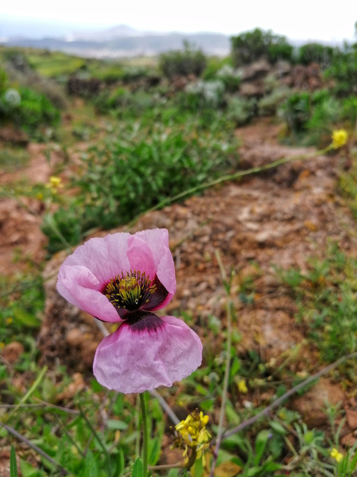 Ingenio – La Atalaya – Seto grillo