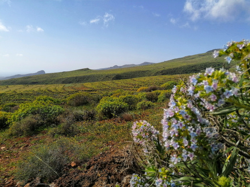 Ingenio – La Atalaya – Seto grillo
