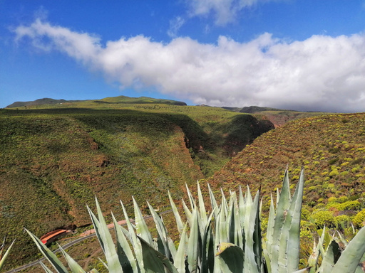 Ingenio – La Atalaya – Seto grillo