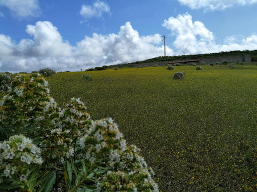 Ingenio – La Atalaya – Seto grillo