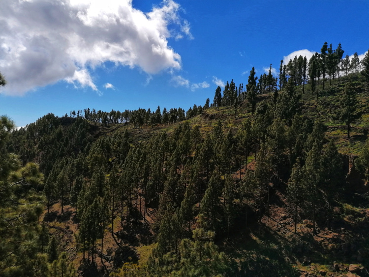 Barranco Guayadeque – Cruz del Socorro circular