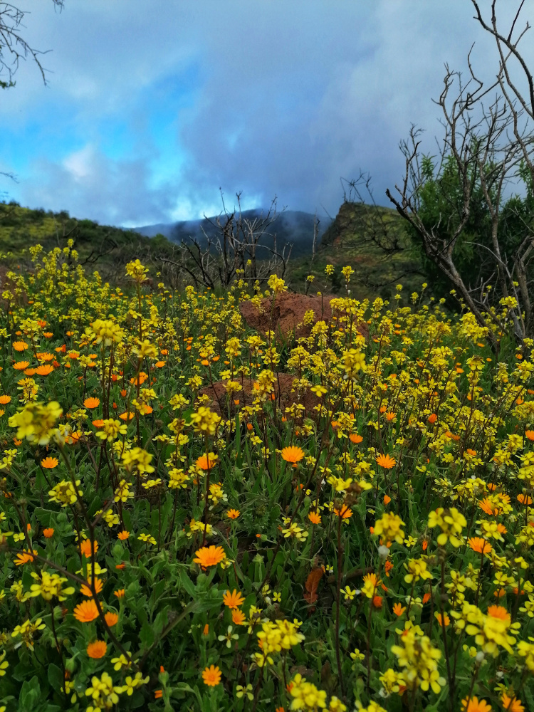 Barranco Guayadeque – Cruz del Socorro circular