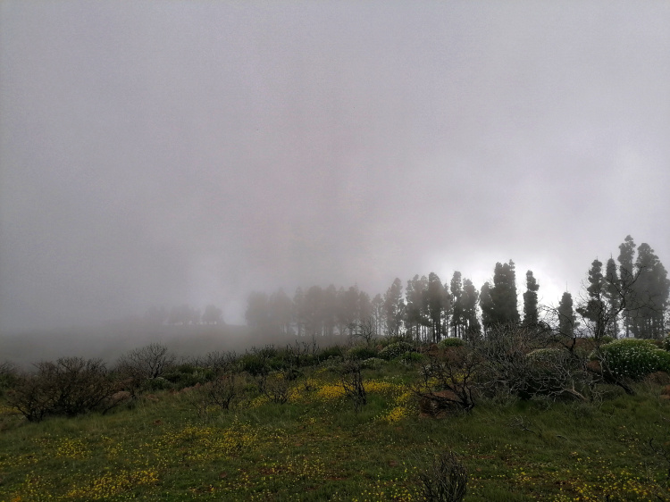 Barranco Guayadeque – Cruz del Socorro circular