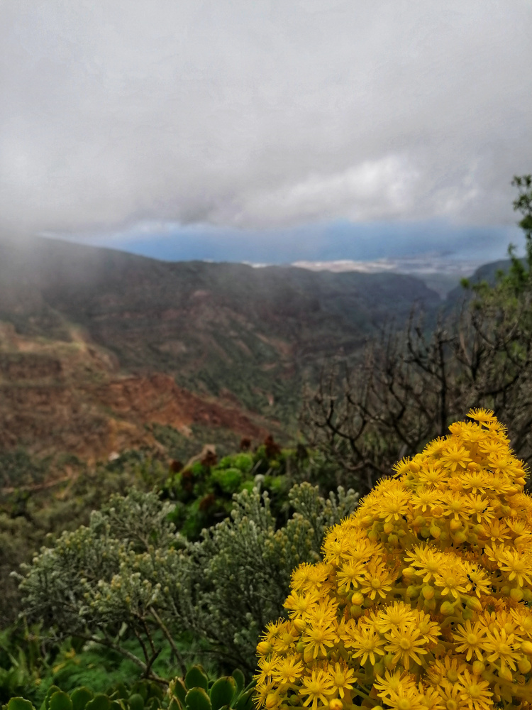 Barranco Guayadeque – Cruz del Socorro circular