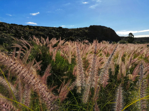 Barranco del Águila/Tariscal