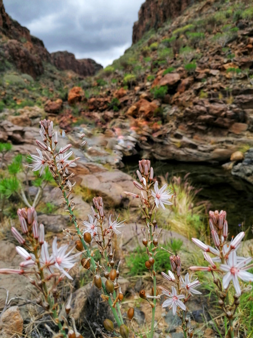 Barranco del Águila/Tariscal