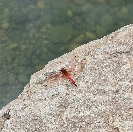 Barranco del Águila/Tariscal