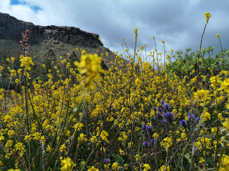 Ayagaures – Parque Natural de Pilancones – Las Tederas