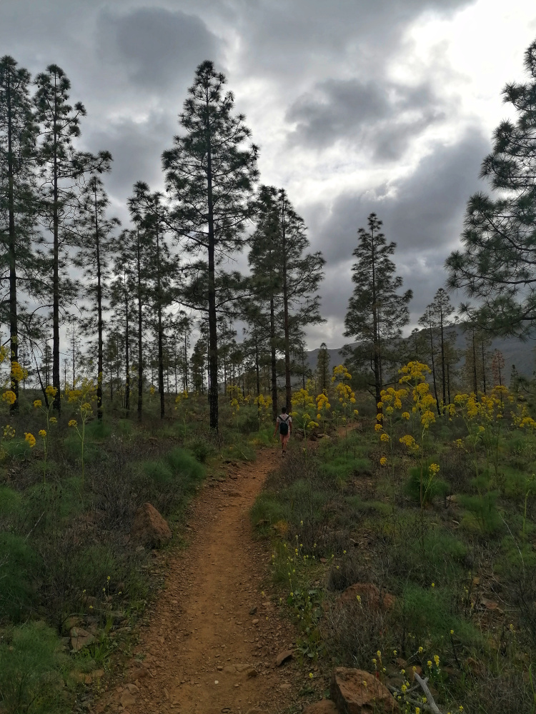 Ayagaures – Parque Natural de Pilancones – Las Tederas