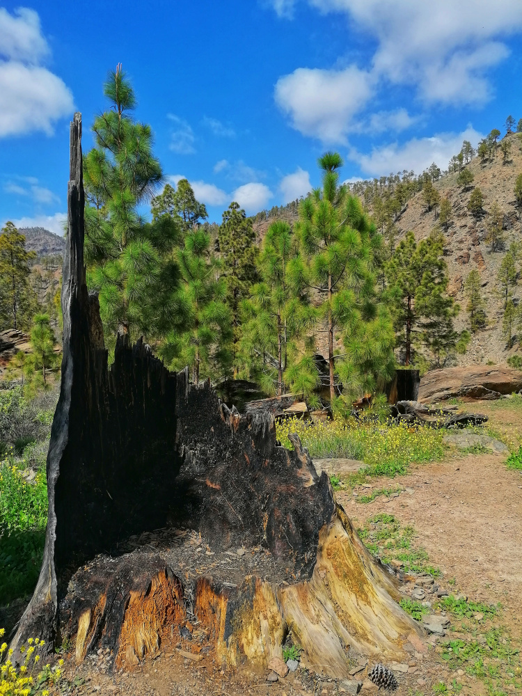 Ayagaures – Parque Natural de Pilancones – Las Tederas