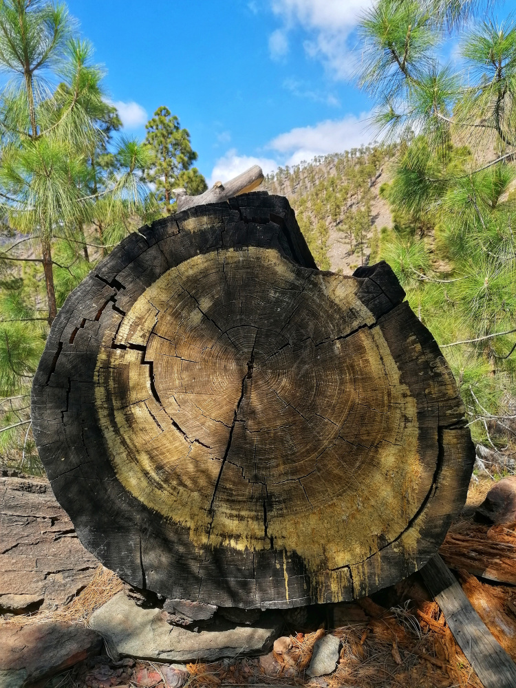 Ayagaures – Parque Natural de Pilancones – Las Tederas